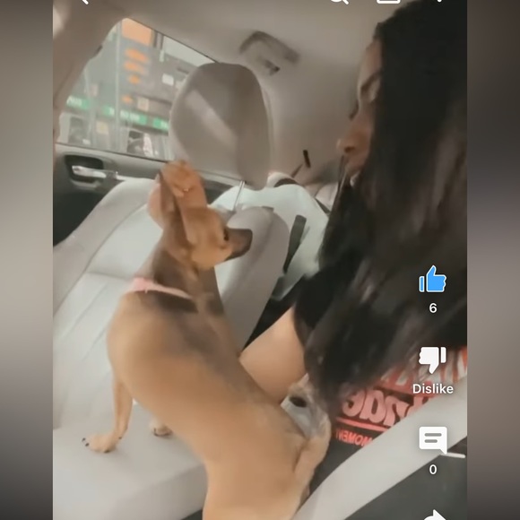 Moor and Lambchop they love their handmade crochet puppy blankets and sweatersπ - Picture 3 of 17